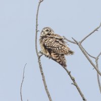 сова болотная. :: юрий макаров