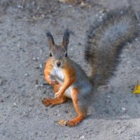 Белка :: Константин Анисимов