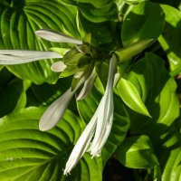 Хоста лопуховая :: Игорь Сикорский