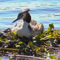 ХОХЛАТАЯ ЧОМГА НА ГНЕЗДЕ :: Валентина ХОХЛАТАЯ ЧОМГА НА ГНЕЗДЕ :: Валентина