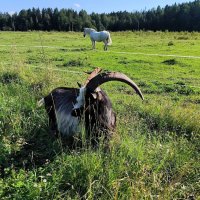 В полях Яви Нави. :: Ольга 