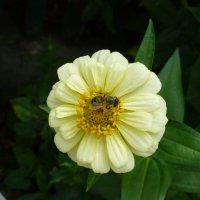 Циния белая :: Валентин Семчишин Циния белая :: Валентин Семчишин