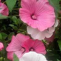 Лаватера :: Елена Семигина