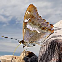 Поедем, красотка, кататься! :-) :: Андрей Заломленков