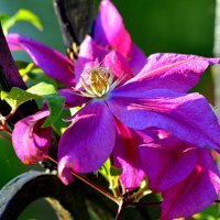 Клематис :: Татьяна Лютаева