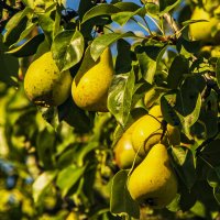 Зреют груши. :: Петр Беляков