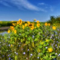 Утро с подсолнухами :: Сергей 