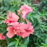 ,,, :: Сергей Тимоновский