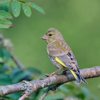 зеленушки первые шаги ... :: Andrey Bragin зеленушки первые шаги ... :: Andrey Bragin