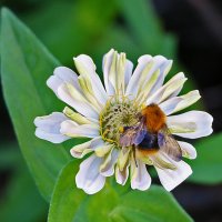 *** :: Светлана 