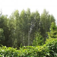 А за окном молодые берёзки... :: Freddy 97