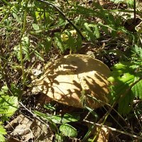 Спрятался... :: Freddy 97