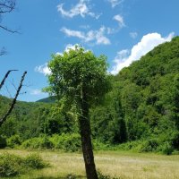 ПЛАСТУНКА-СОЧИ :: Tata Wolf ПЛАСТУНКА-СОЧИ :: Tata Wolf