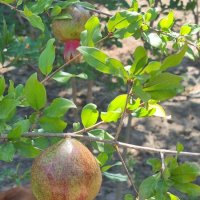 Улыбка из-под граната :) :: Наталья 