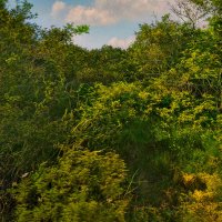 Пиванские "джунгли" :: Людмила Фил