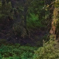 Там леший бродит... :: Людмила Фил