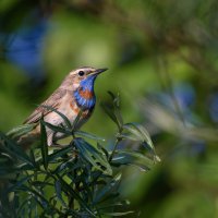 Варакуша :: Дмитрий 