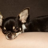 Братья меньшие.. :: Юрий Яньков