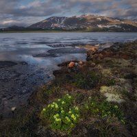 Колымские рододендроны :: Дмитрий Шишкин