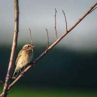 Луговой Чекан :: Alex Bush