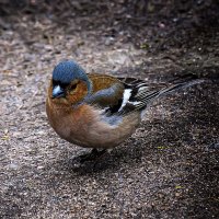 Зяблик. :: Александр 