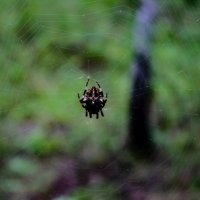 Ткач :: Светлана SvetNika17