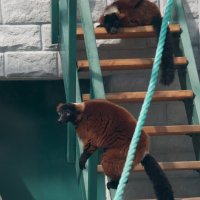 Калининград. Зоопарк :: Андрей 