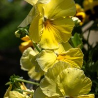 *** :: ирина ))) *** :: ирина )))