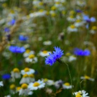 Лето. :: Михаил Колосов Лето. :: Михаил Колосов