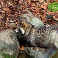 *** :: Elena Wymann *** :: Elena Wymann