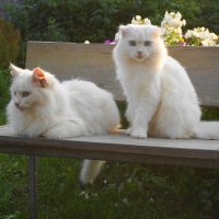 Коты на даче :: Сергей Ц