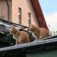 В профиль :: Вадим В профиль :: Вадим