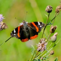 из снятого 1 августа 27 :: Александр Прокудин