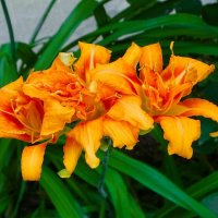 Трио лилий. :: Милешкин Владимир Алексеевич Трио лилий. :: Милешкин Владимир Алексеевич