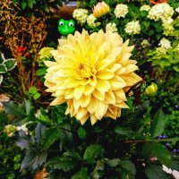 Садовый георгин :: Veera V