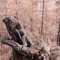 мертвый лес :: Артём мертвый лес :: Артём