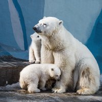 Белый :: SanSan 