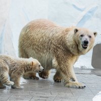 Белый :: SanSan 