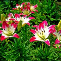 Августовские лилии! :: Владимир 