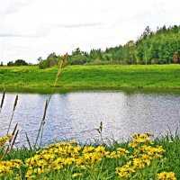 Август...Травы на протоке Девкина! :: Владимир Август...Травы на протоке Девкина! :: Владимир