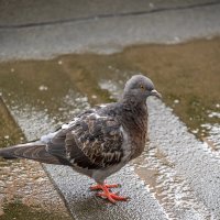 В дождливый день :: Валерий Иванович В дождливый день :: Валерий Иванович