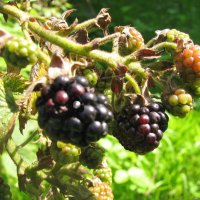 Ежевика :: Людмила Смородинская Ежевика :: Людмила Смородинская