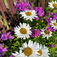 Яркие краски лета. :: Ольга 