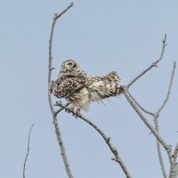 сова болотная. :: юрий макаров