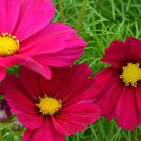 Космеи :: Татьяна Лютаева