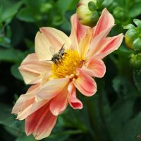 Про георгины.. :: Андрей Заломленков