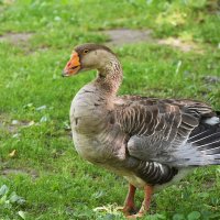 Москва. Сад будущего. Гусь серый... :: Наташа *****