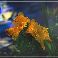 Летняя зарисовка :: Владимир Кроливец