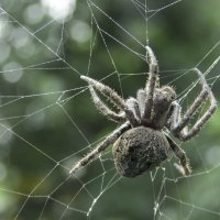 Ну разве не красавчик? :: ИРЭН@ . Ну разве не красавчик? :: ИРЭН@ .