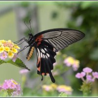 *** :: Aleksandr Gal